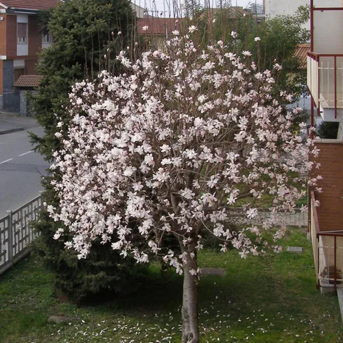 Miniatura 4 de Sweetbay Árbol de magnolia, flores blancas fragantes en maceta de 1 galón, ideal para jardines pequeños Arbor Day Foundation
