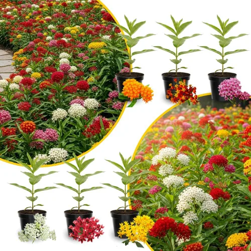 Paquete de 2 plantas vivas variadas de mariposa Mikweed, plantas perennes de Asclepias Tuberosa, algodoncillo tropical de 4 a 8 pulgadas para jardín