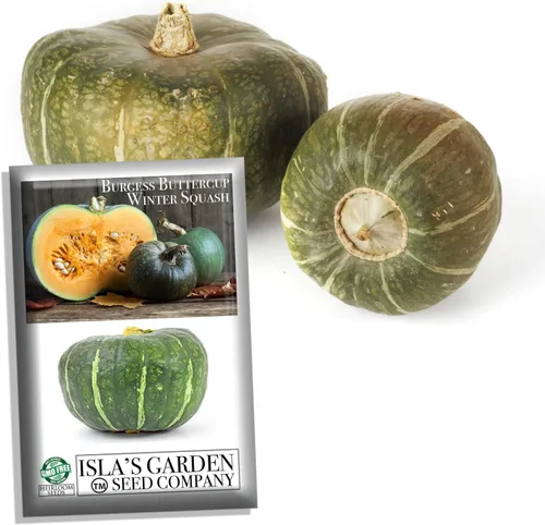 Miniatura 4 de Burgess Buttercup Winter Squash, 25 semillas tradicionales por paquete, semillas sin OMG, nombre botánico: Cucurbita Maxima, Isla's Garden Seeds