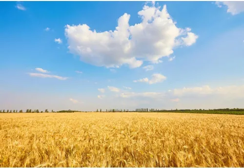 Miniatura 8 de Telón de fondo de campo de trigo dorado, 5 x 3 pies, rústico, otoño, tierras de cultivo de trigo, cosecha de grano de trigo, desierto, cielo azul