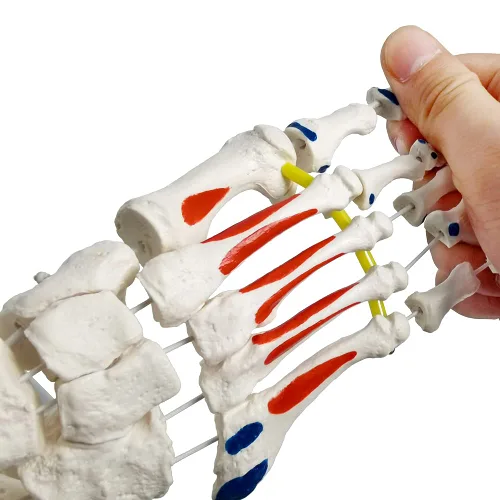 Miniatura 3 de Modelo de esqueleto de pie en elástico, con muñón tibia-peroné ensartado elástico inserciones musculares y orígenes, molde natural para una