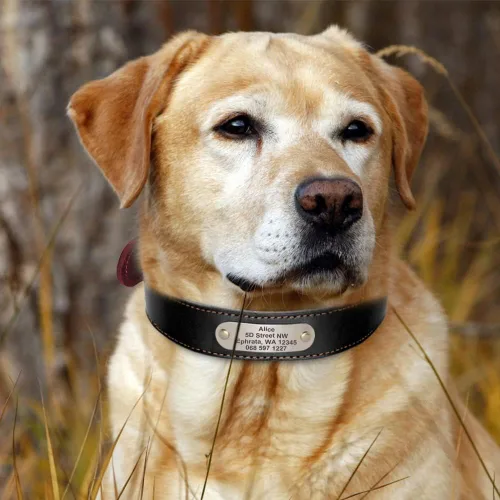 Miniatura 7 de Didog Collares de perro de cuero genuino con placa de identificación grabada, collar de perro de cuero suave personalizado con etiqueta de Verde