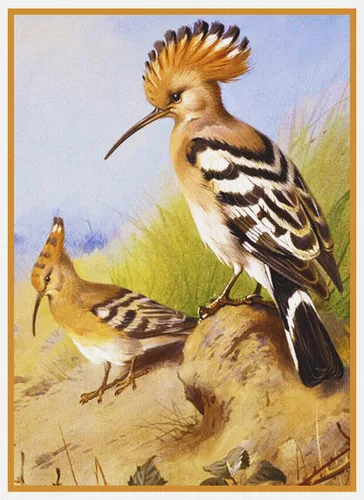 Miniatura 15 de Canguros australianos John Gould Counted Patrón de punto de cruz