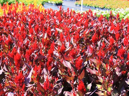 Miniatura 2 de TomorrowSeeds - Semillas de celosia rojo escarlata Plume - Más de 500 unidades - para plantar Celosia roja Argentea Plumosa Plumosa Cockscomb