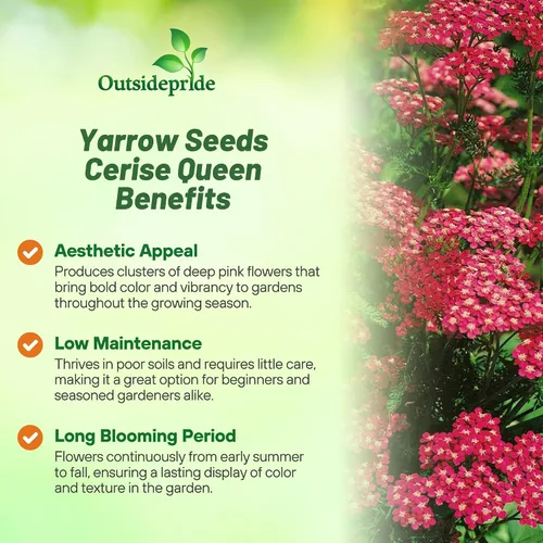 Miniatura 3 de Outsidepride Cerise Queen Yarrow Seeds – 10000 unidades. Semillas de flores perennes, versátiles, formadoras de grumos y tolerantes a la sequía
