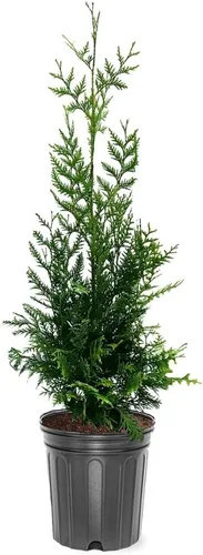 Miniatura 5 de Thuja Green Giant, árbol de sombra de crecimiento rápido, 12-18 pulgadas altura del árbol, 1 galón. Maceta de vivero