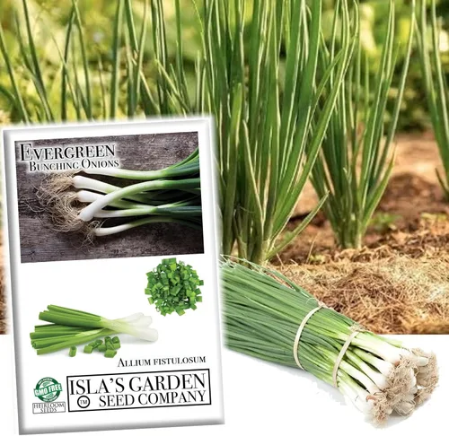 Miniatura 4 de Semillas de cebolla de Nebuka de hoja perenne agrupadas para plantar, más de 500 semillas tradicionales por paquete, semillas de jardín de Isla