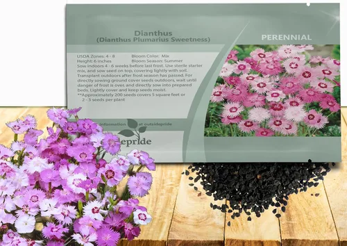 Outsidepride Sweetness Semillas de Dianthus para plantar, 50 piezas de semillas de flores perennes fáciles de cultivar y resistentes con flores