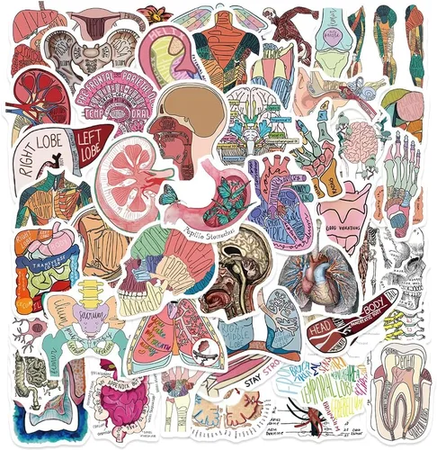 Miniatura 7 de Anatomy Pun Stickers Human Anatomy Sticker Water Bottle Stickers for Teens Waterproof Vinyl(50Pcs)