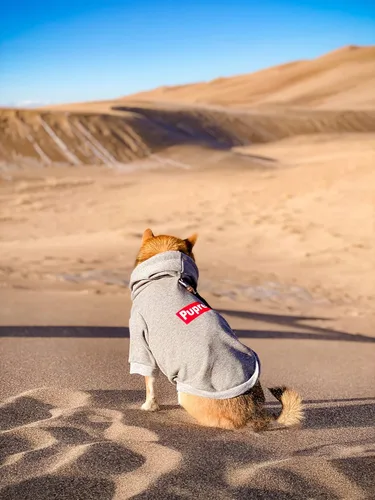 Miniatura 3 de ChoChoCho Sudadera con capucha y suéter para perros – Elegante ropa urbana de algodón para gatos y cachorros en gris – S, M, L
