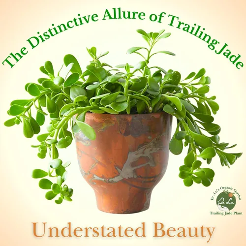 Miniatura 4 de Planta de jade colgante orgánica de Dr. Lu Planta de jade rara Plantas suculentas vivas Plantas purificadoras de aire para interior Plantas