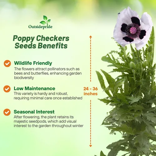 Miniatura 2 de Outsidepride Papaver Orientale Semillas de amapola para plantar, 100 unidades. Semillas anuales, tolerantes a la sequía y fáciles de cultivar