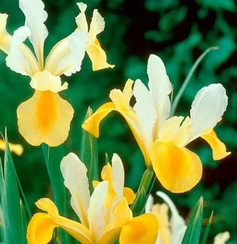 Miniatura 4 de Votaniki Montecito & Miss Saigon Iris Mix Bulbos – Iris holandés perenne, flores fragantes Floración de primavera 15 bombillas Montecito y 15