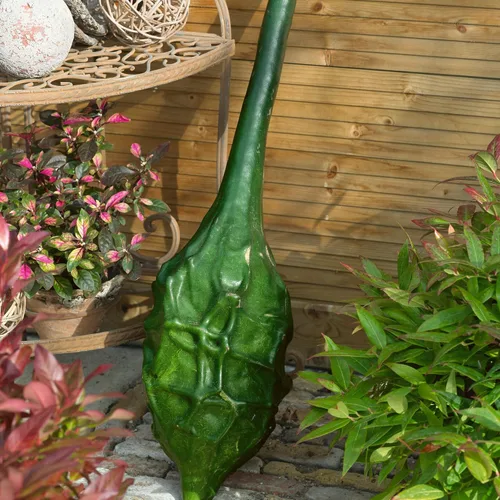 Caveman's Club Gourd 0.25 onzas ~34 semillas – Variedad de reliquia Maranka – 120 días – Anual sin OMG – Calabazas curvas de 10 a 16 pulgadas de