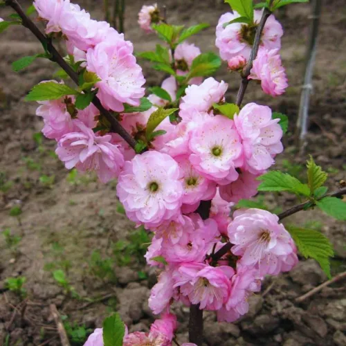 Plantas de almendras en flor Árbol vivo, 7 a 11 inc. de altura, arbusto de ciruelo floreciente Planta ornamental planta ornamental doble flor rosa,