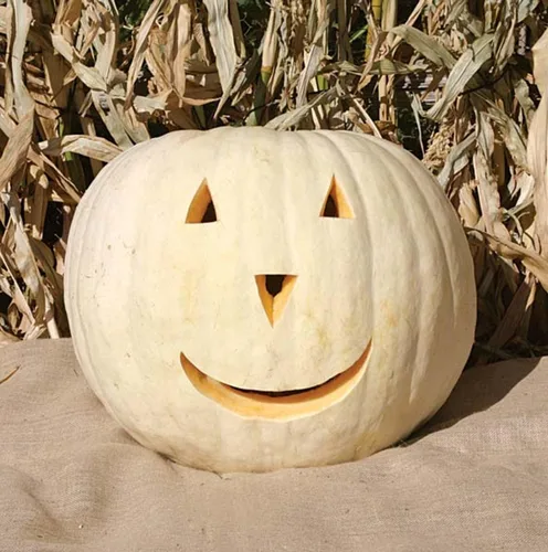 Miniatura 5 de TomorrowSeeds - Semillas de calabaza blanca Lumina - Más de 10 unidades - para plantar Halloween otoño tallado fantasma Casper oso polar Calabaza
