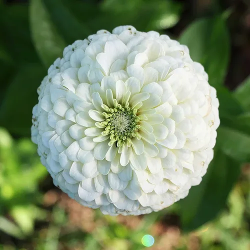Miniatura 52 de Eden Brothers - Semillas de zinnia, cactus con flores, sin OMG, plantar en primavera, paquete, flores de bajo mantenimiento, zonas 3, 4, 5, 6, 7, 8