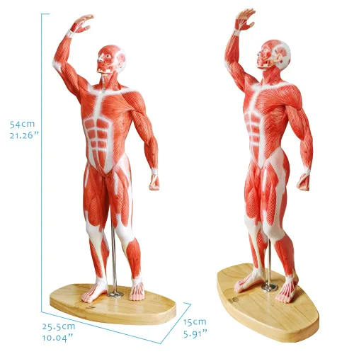 Miniatura 3 de EVOTECH SCIENTIFIC Modelo de músculo humano - Modelo de sistema muscular en miniatura de 20 pulgadas, figura muscular humana, modelo de anatomía