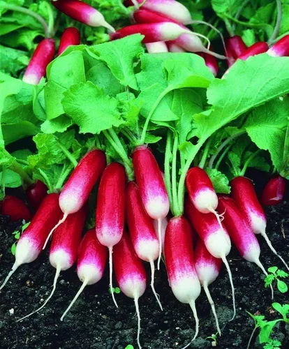 Miniatura 2 de Semillas de Rábano Francés Vegetal 18 Días Temprano Rojo Heirloom - 300 Semillas