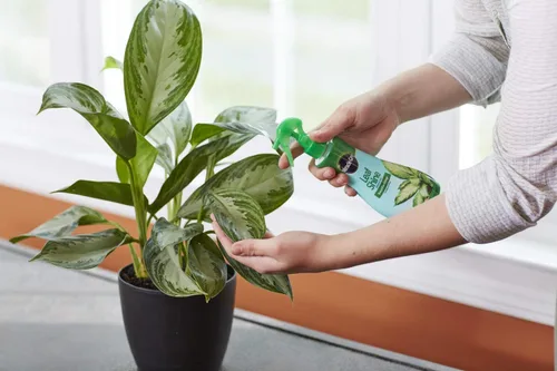Miniatura 3 de Miracle-Gro Leaf Shine Spray para plantas de interior de hojas duras, limpia y embellece el follaje, 8 onzas líquidas (paquete de 2)