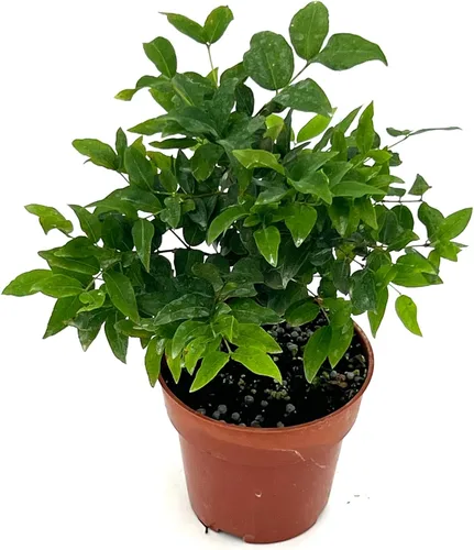 ragnaroc Árboles frutales vivos – Plinia cauliflora Jaboticaba de 9 a 12 pulgadas de alto en maceta de 4 pulgadas – 1 ct – Color cuando florece