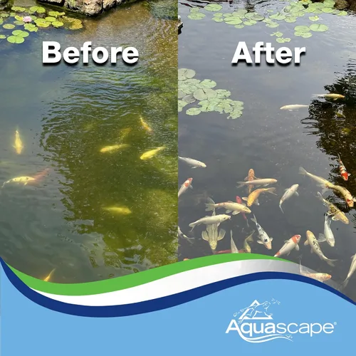 Miniatura 7 de Aquascape 96022 Alguicida para estanque, cascada y características de agua, 8 onzas