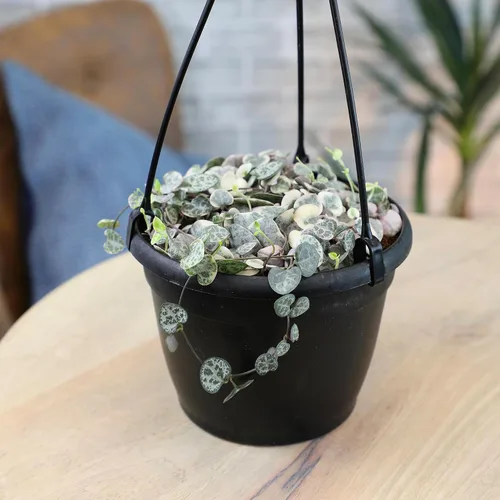 Miniatura 3 de Cesta colgante de cadena de corazones abigarrados, Ceropegia linearis Woodii, cadena de corazones, plantas suculentas vivas, plantas
