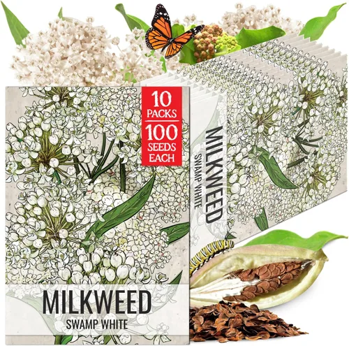 Miniatura 14 de Seed Needs Semillas de algodoncillo naranja para plantar malezas de mariposa, semillas de flores perennes sin tratar para cultivar un jardín