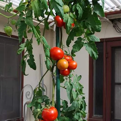 Miniatura 6 de Xiny Tool Estacas de jardín, paquete de 25 estacas de tomate de acero de 4 pies con capa de plástico para plantas trepadoras