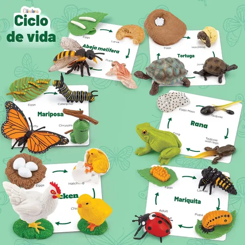 Miniatura 3 de Kit de animales de ciclo de vida, juguete de ciencia Montessori con juego de 24 piezas, mariposa, rana, pollo, abeja, mariquita y tortuga, regalo