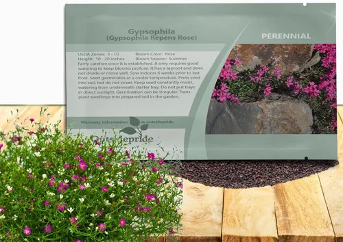 Miniatura 7 de Outsidepride Gypsophila White Baby - Semillas de aliento de bebé – 1/4 lb. Semillas de flores silvestres resistentes anuales, fáciles de cultivar