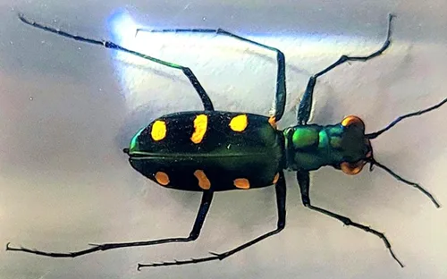 Miniatura 24 de 44mm Hormiga gigante tropical real en resina de lucita transparente cristalina, espécimen preservado Pseudoneoponera Rufipes, taxidermia