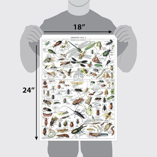 Miniatura 2 de Paquete de 4 pósteres vintage de insectos, gráficos de referencia de identificación de entomología, volúmenes 1, 2 y 3 y artrópodos