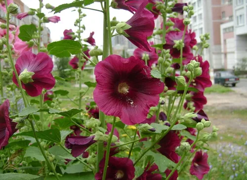 Miniatura 4 de Semillas Hollyhock Spring Mix Flores perennes