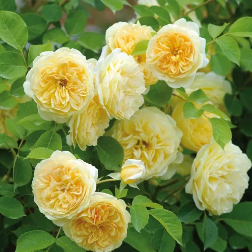 Miniatura 4 de Rosas trepadoras inglesas de reliquia, planta de raíz propia viva para jardín al aire libre, Teasing Georgia™, Zonas de rusticidad muy fragantes