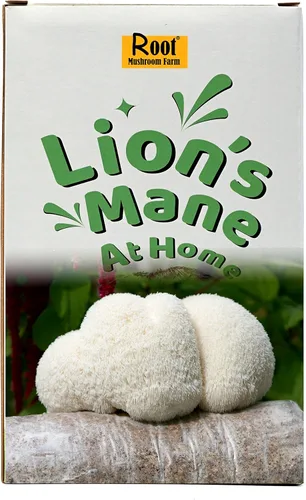 Kit para cultivar melena de león (un kit), tronco de 3.2 libras
