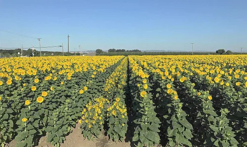 Miniatura 5 de Semillas de girasol orgánicas, sin OMG, sin sal y veganas sin cáscara de granos