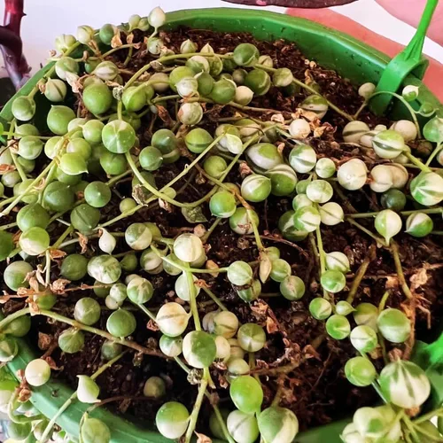 Miniatura 5 de Planta de cadena de perlas vivas para plantar, maceta de cadena de perlas, planta de cadena de perlas vivas, completamente enraizada, planta