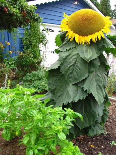Semillas de girasol de Mongolia – 10 semillas por paquete, fáciles de cultivar para un jardín diverso – Flores amarillas altas y vibrantes para