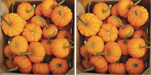 Miniatura 6 de Semillas de calabaza Jack Be Little de 4" - reliquia