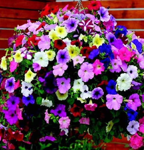Miniatura 3 de Más de 300 semillas de petunia enana colgantes, color arcoíris mixto, bonsái, flores de grandiflora, semillas de reliquia, sin OMG, para interiores