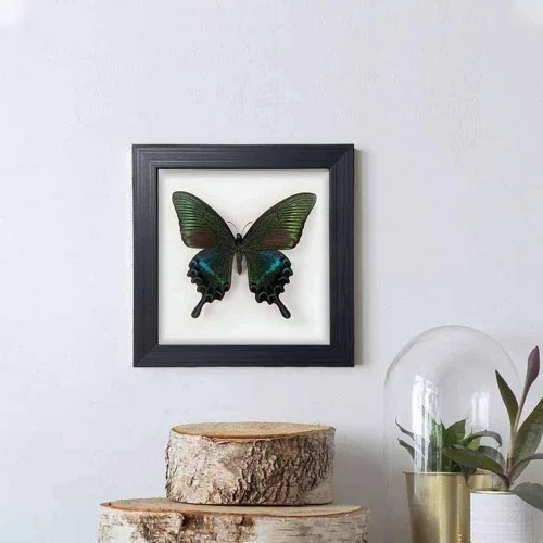 Miniatura 4 de ITrixgan Taxidermia enmarcada de mariposa real, espécimen de mariposa para clase de ciencias para amantes de los insectos, decoración gótica