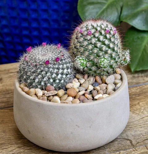 Miniatura 11 de Altman Plants, Surtido de Plantas de Cactus Plantas Vivas (3PK), Planta de Cactus Plantas Suculentas Vivas Decoración de Cactus Vivos, Plantas
