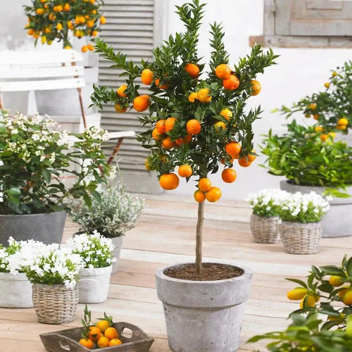 Miniatura 5 de Mezcla para macetas elaborada por expertos para árboles de mandarina. La mezcla de tierra de Gardenera es la clave para una cosecha abundante