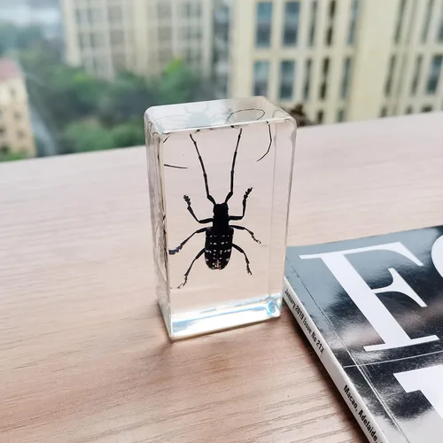 Miniatura 4 de Especímenes reales de insectos de escarabajo de cuernos largos en manualidades de pisapapapeles, colección de taxidermia de animales para educación