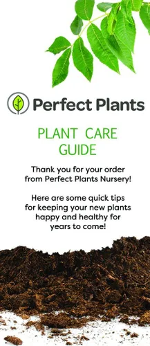 Miniatura 3 de Little GEM Magnolia - Tamaño: 2-3 pies, planta viva, incluye fertilizante de mezcla especial y guía de plantación
