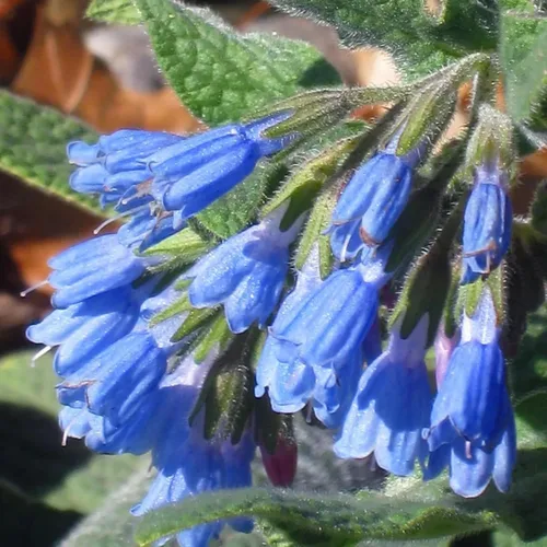 Miniatura 5 de 80 semillas de consuelda Symphytum Officinale - Semillas de jardín frescas reliquia sin OMG