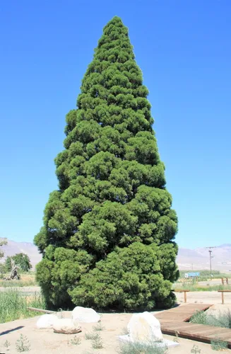 Miniatura 3 de 40 semillas de secuoya gigante Sequoiadendron giganteum Sierra Redwood