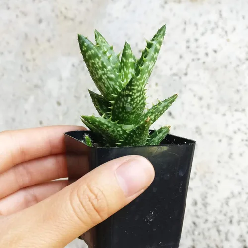 Miniatura 2 de Aloe Juvenna Tiger Tooth Aloe Suculentas (2 pulgadas) – Suculentas con poca luz de 2 pulgadas – Suculentas de interior de fácil cuidado – Planta