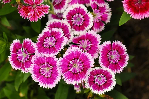 Miniatura 9 de 1000 Pinks chinos (rosa de China/rosa arcoíris) Dianthus Chinensis semillas de flores